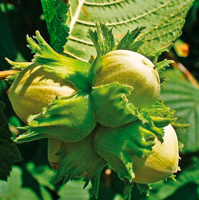 CORYLUS 'TONDA ROMANA'