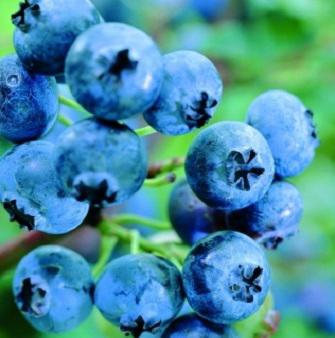 Vaccinium 'Brigitta'
