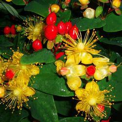 Hypericum 'Miracle Attraction'