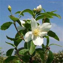 Philadelphus c. 'Phico'