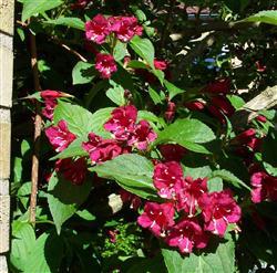 Weigela hyb. 'Bristol Ruby'