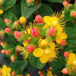 Hypericum 'Miracle Blossom'