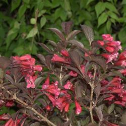 Weigela f. 'Alexandra'