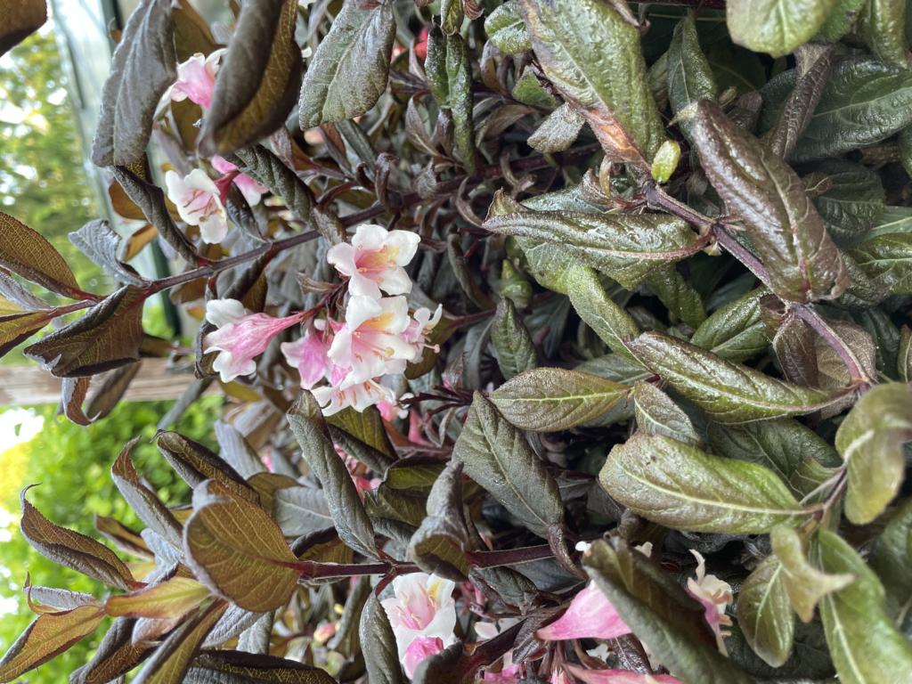 Weigela 'Vintage Love' ®