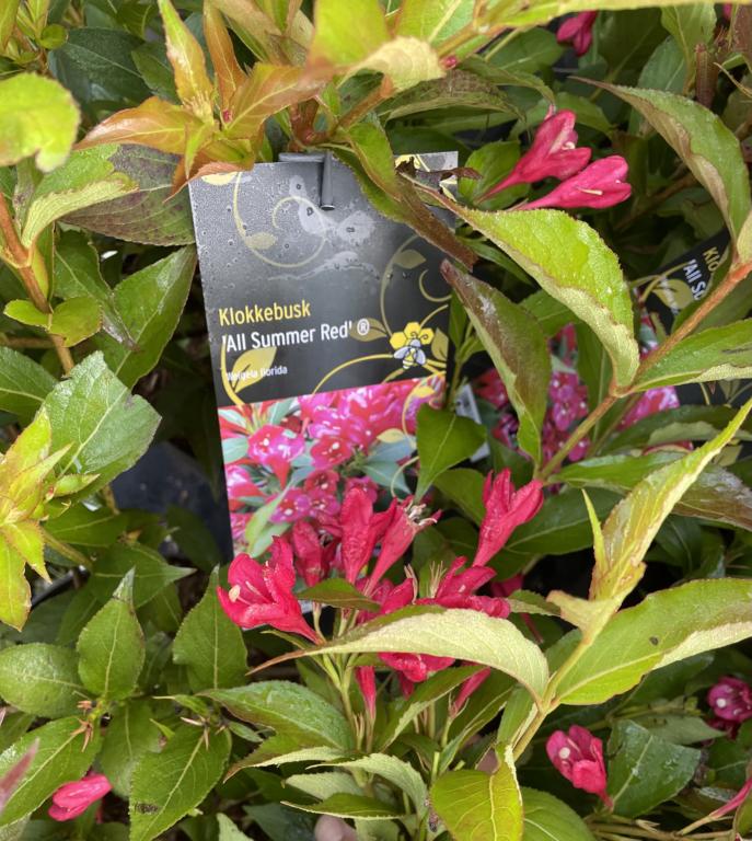 Weigela florida 'All Summer Red' ®