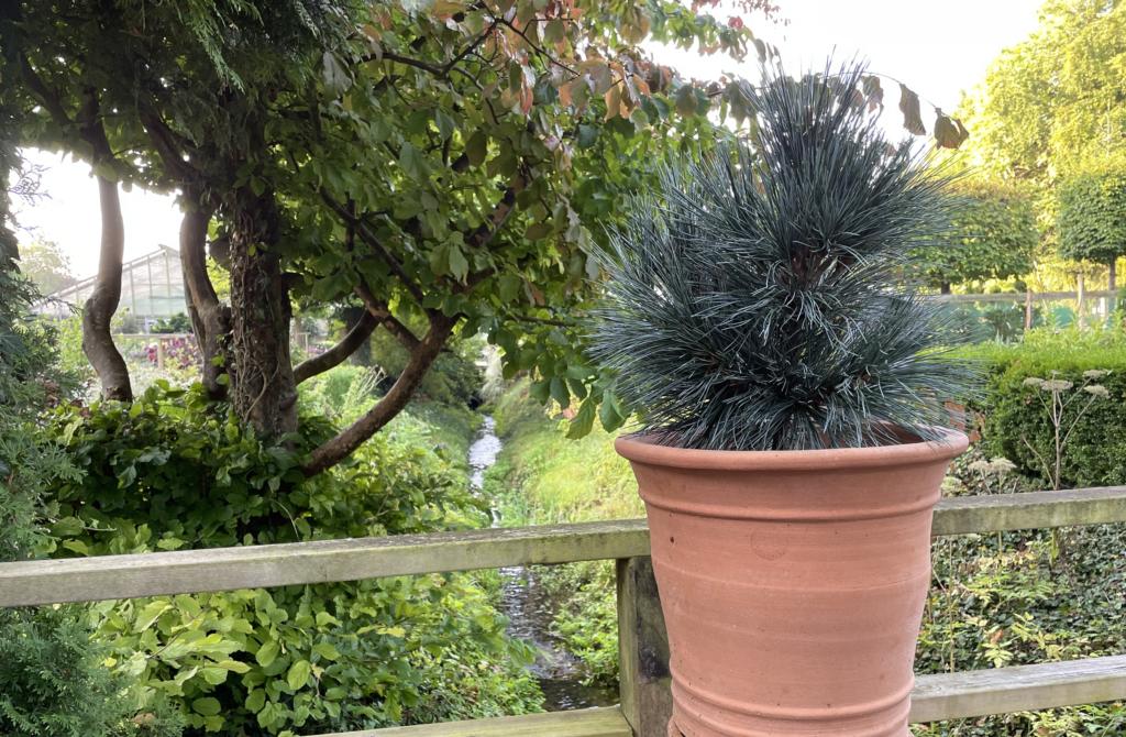 Pinus flexilis 'Vanderwolf's Pyramid'