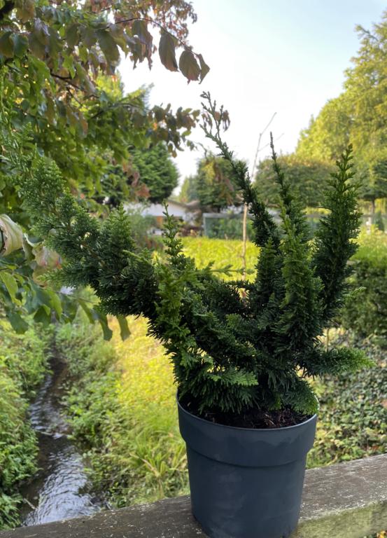 Chamaecyparis obtusa 'Teddy Bear'