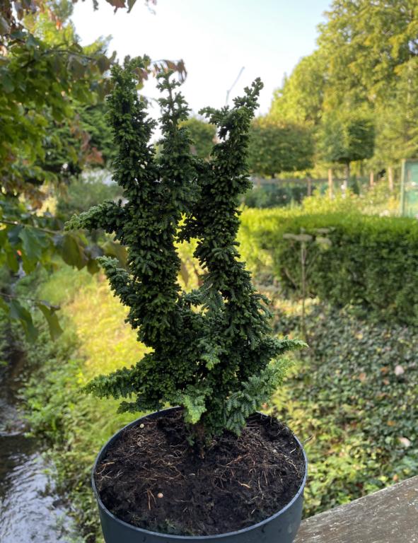Chamaecyparis obtusa 'Sheriman'
