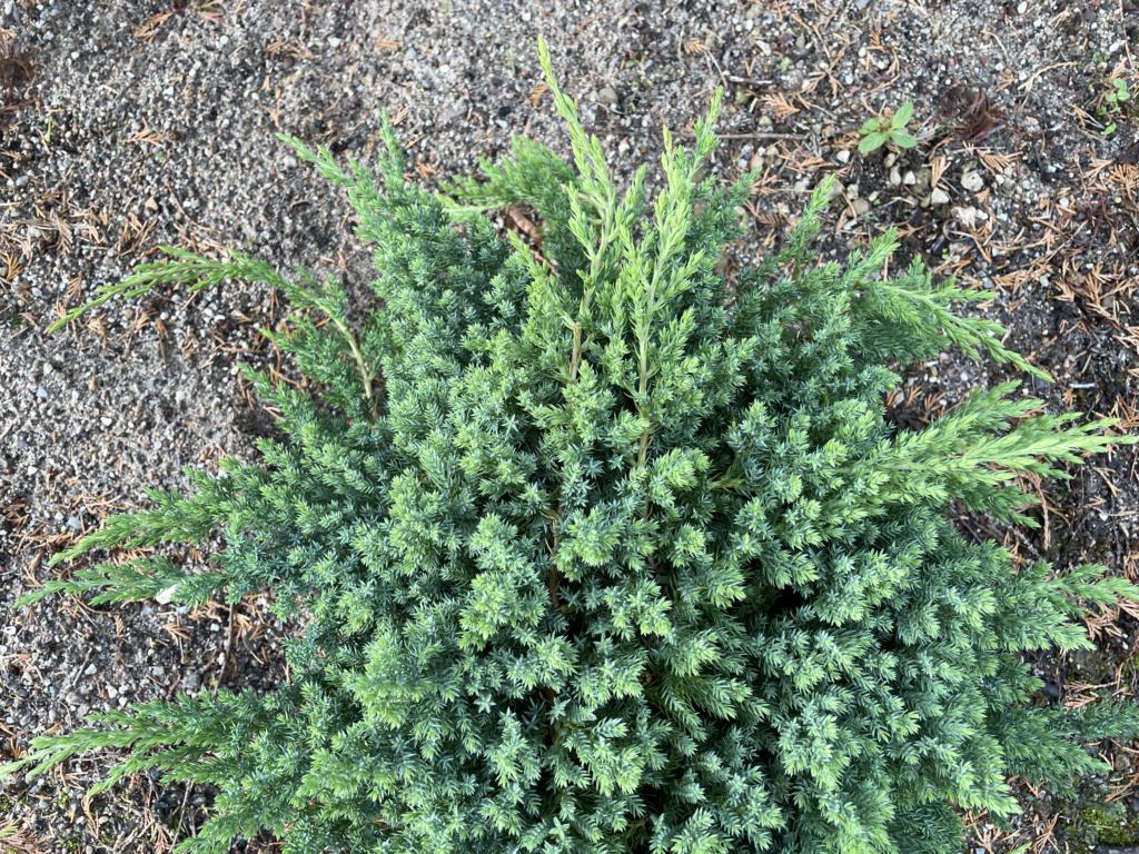 Juniperus procumbens 'Nana'