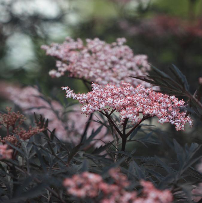 SAMBUCUS nigra 'BLACK LACE'