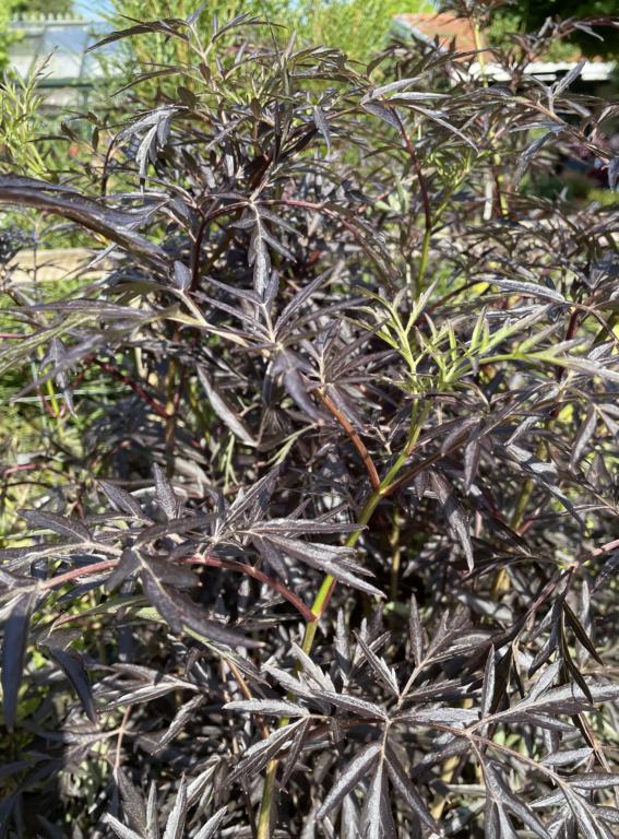 Sambucus nigra 'Black Lace'®