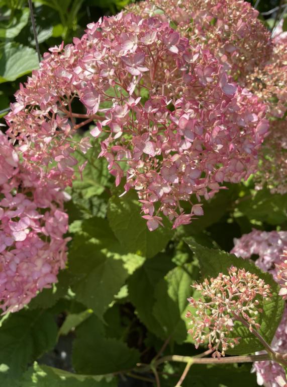 Hydrangea arborescens 'Beauty Bell Pink'