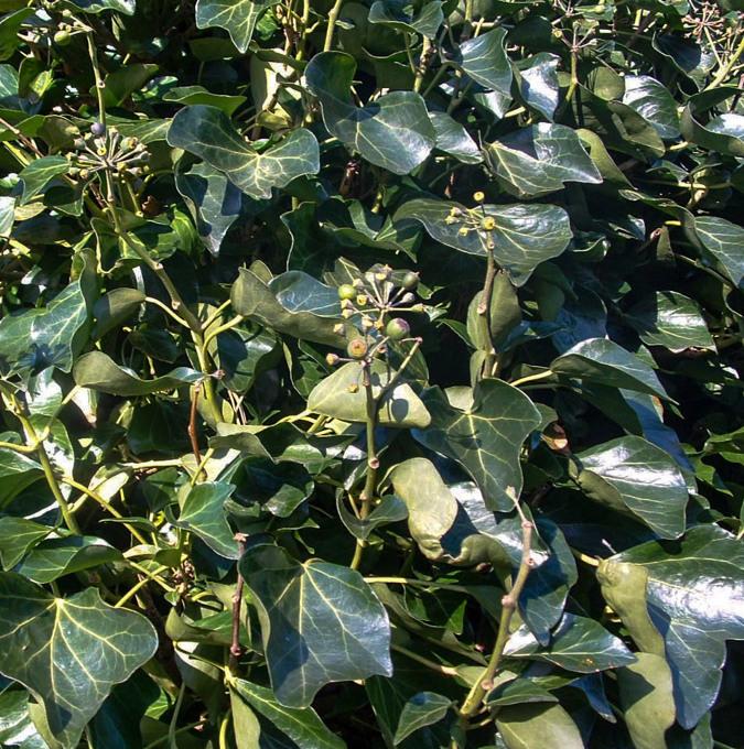 HEDERA HELIX 'ARBORESCENS'