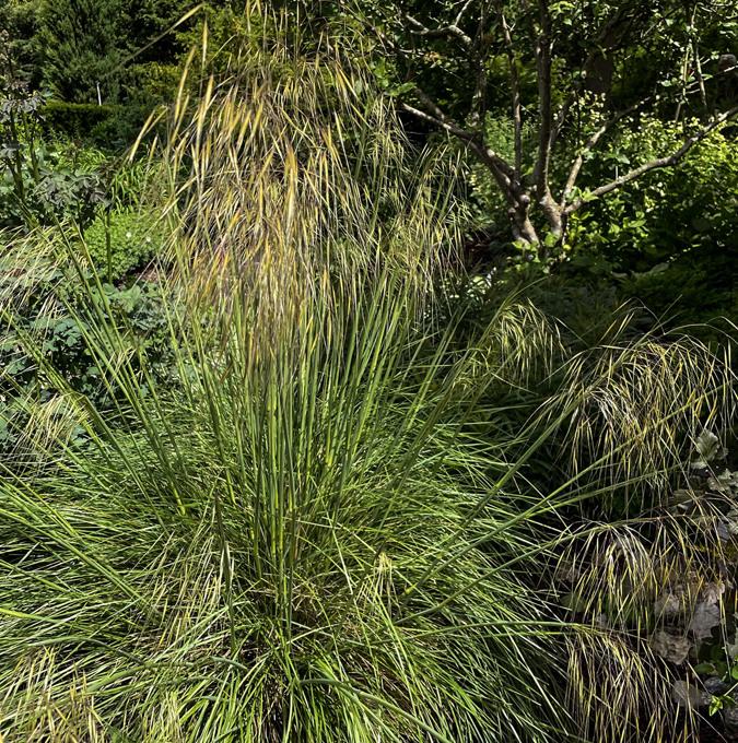 STIPA GIGANTEA