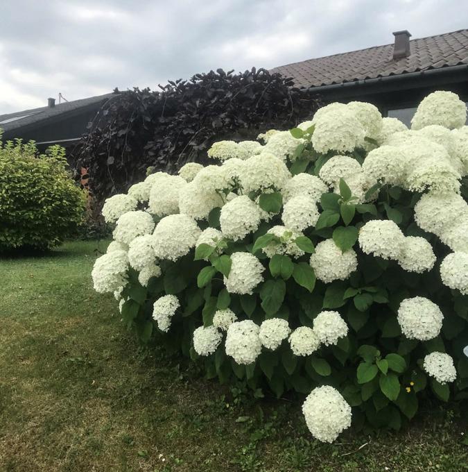 HYDRANGEA arb. 'ANNABELLE'