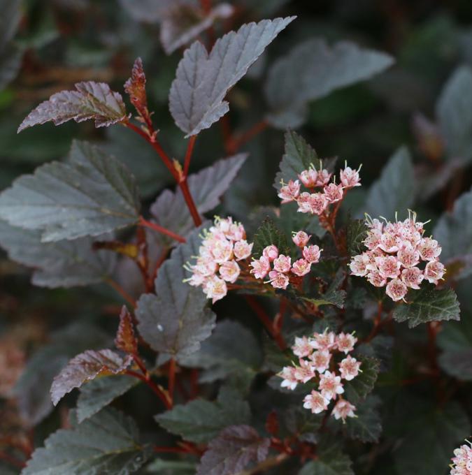PHYSOCARPUS opu. 'LITTLE DEVIL'®