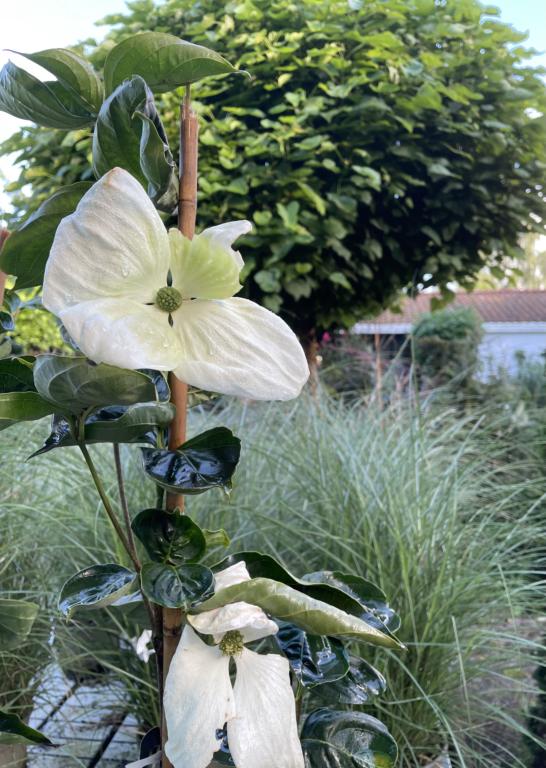 Cornus kousa 'Venus' ®