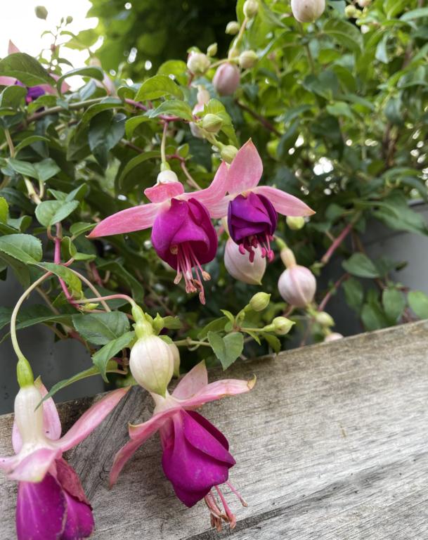FUCHSIA MAG. 'ANNAS CHOIZ®'