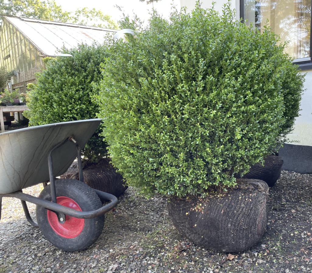 ILEX CRENATA 'GLORIE DWARF'