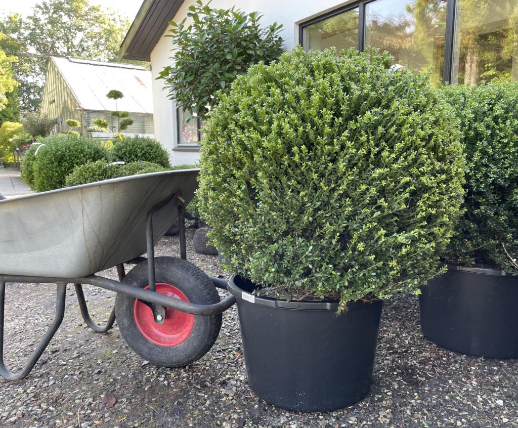 ILEX CRENATA 'GLORIE DWARF'