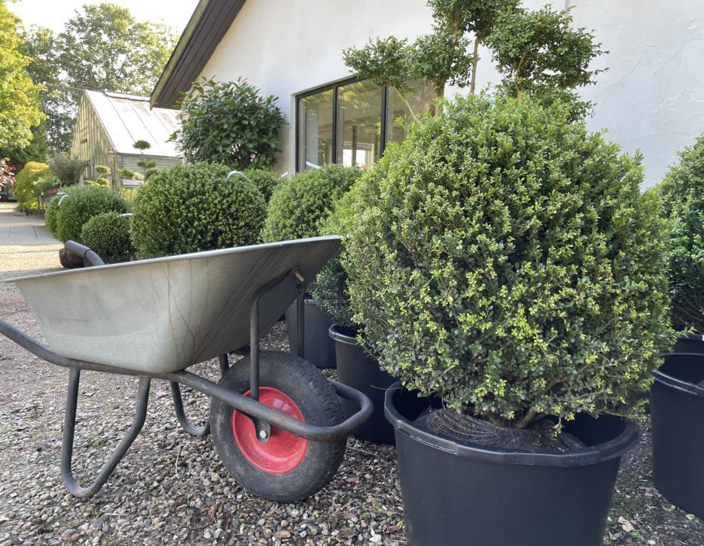 ILEX CRENATA 'GLORIE DWARF'