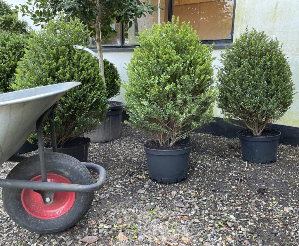 ILEX CRENATA 'GLORIE DWARF'