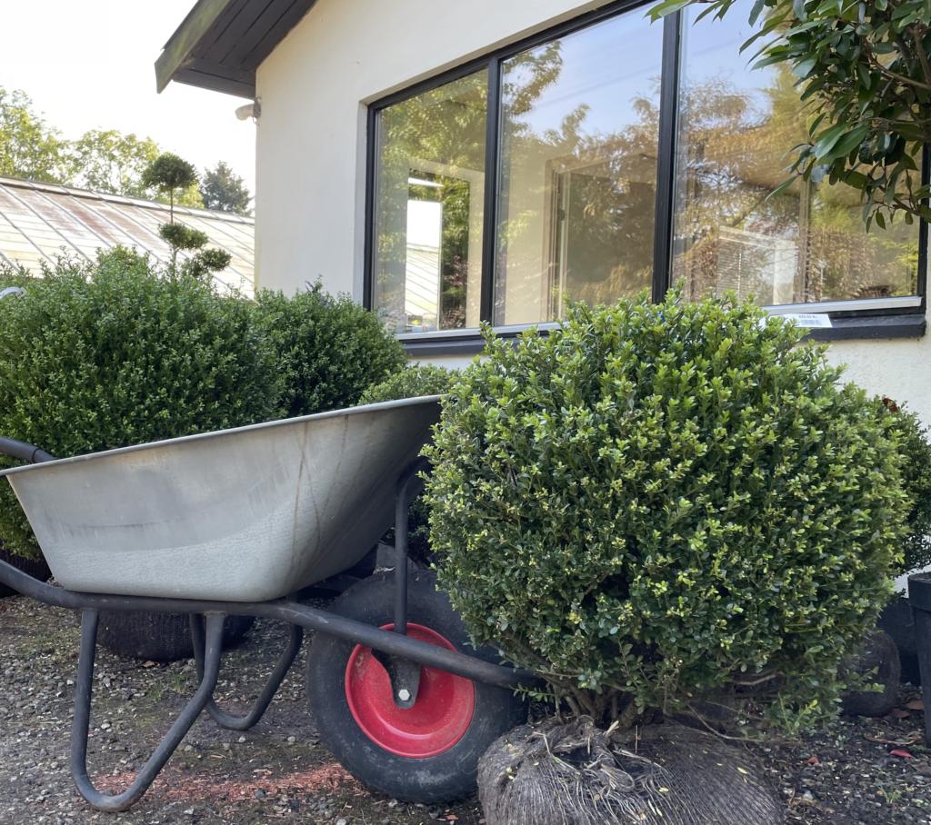 ILEX CRENATA 'GLORIE DWARF'