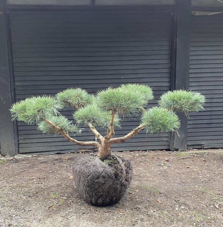 PINUS SYLVESTRIS 'REPENS'