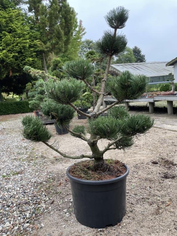 PINUS NIGRA 'OREGON GREEN
