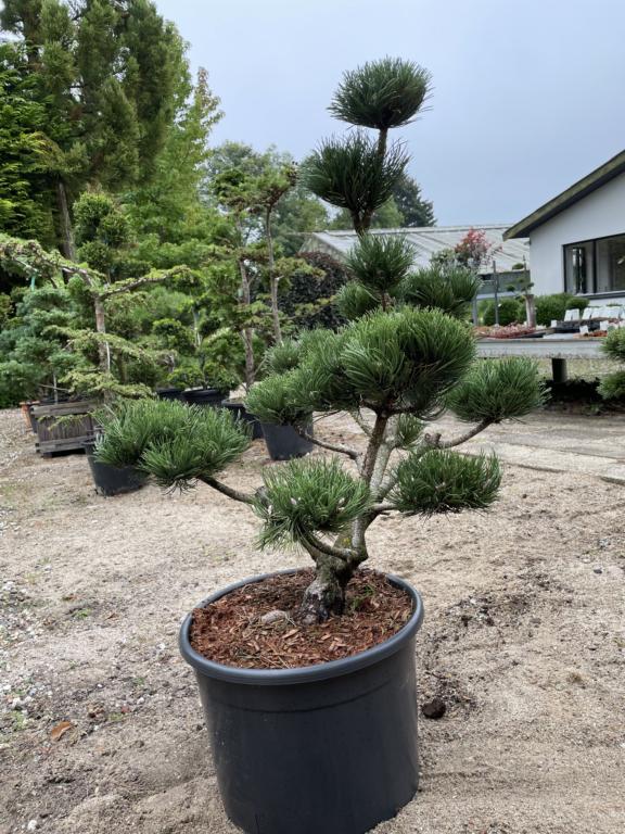 PINUS NIGRA 'OREGON GREEN