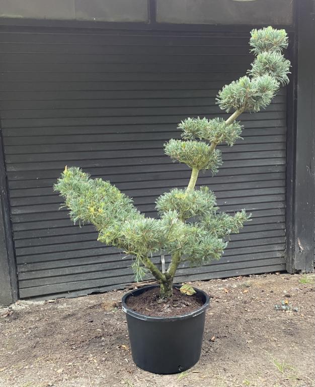 PINUS PARVIFLORA 'NEGISHI'