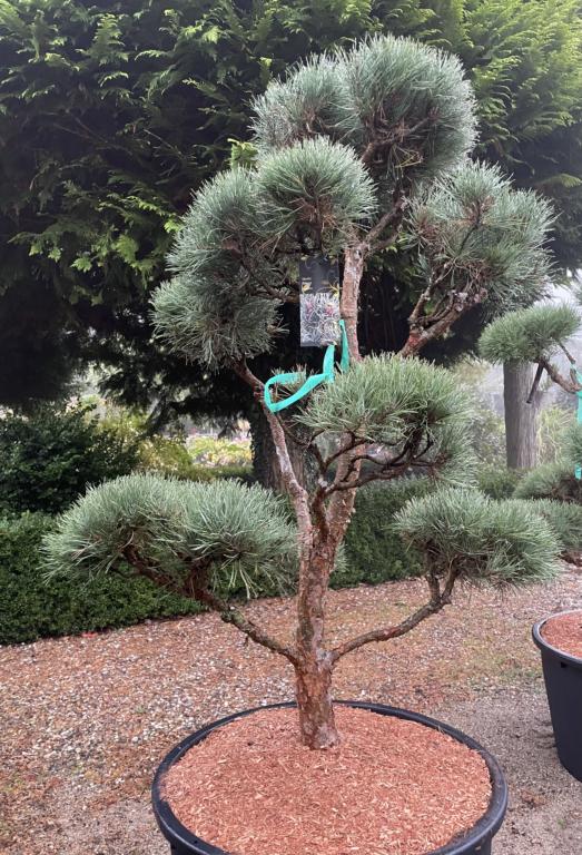 PINUS SYLVESTRIS 'GLAUCA'