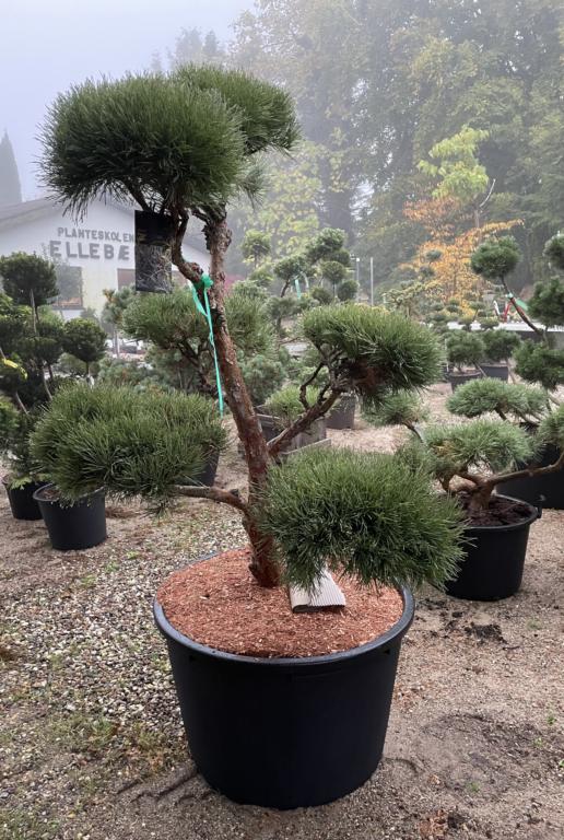 PINUS SYLVESTRIS 'GLAUCA'