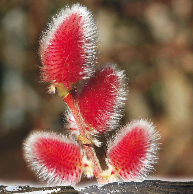 SALIX gracilistyla 'MOUNT ASO'