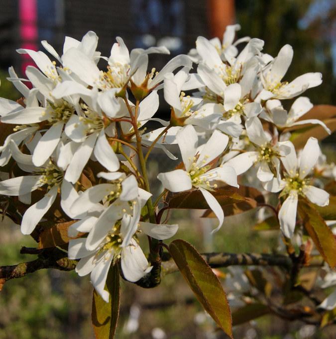 AMELANCHIER LAEVIS 'BALLERINA'