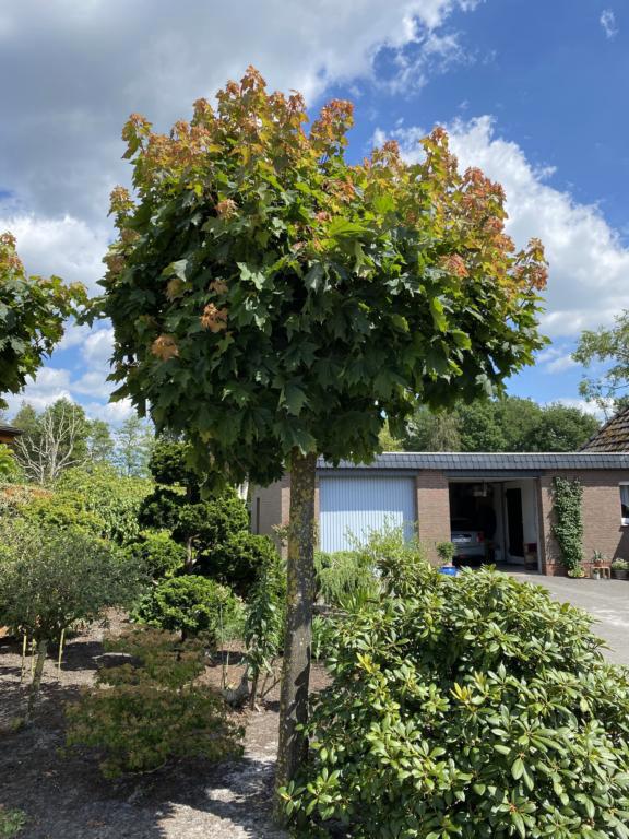 Acer plat. 'Globosum'