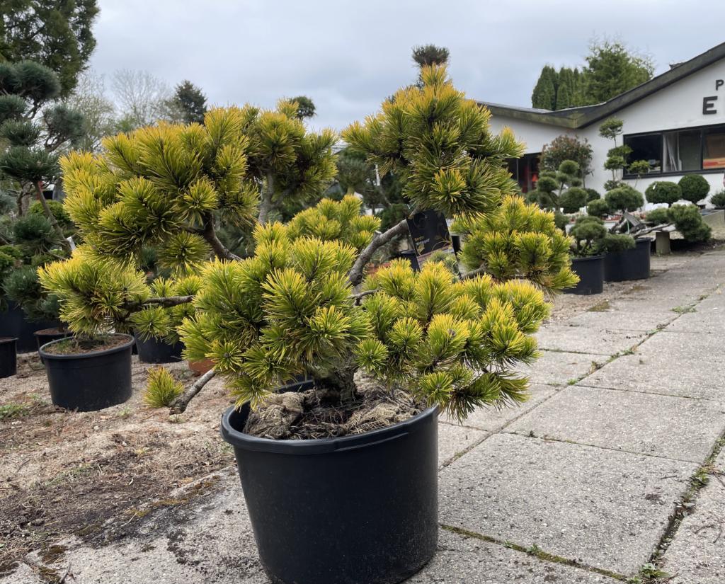 Pinus mugo 'Wintergold'