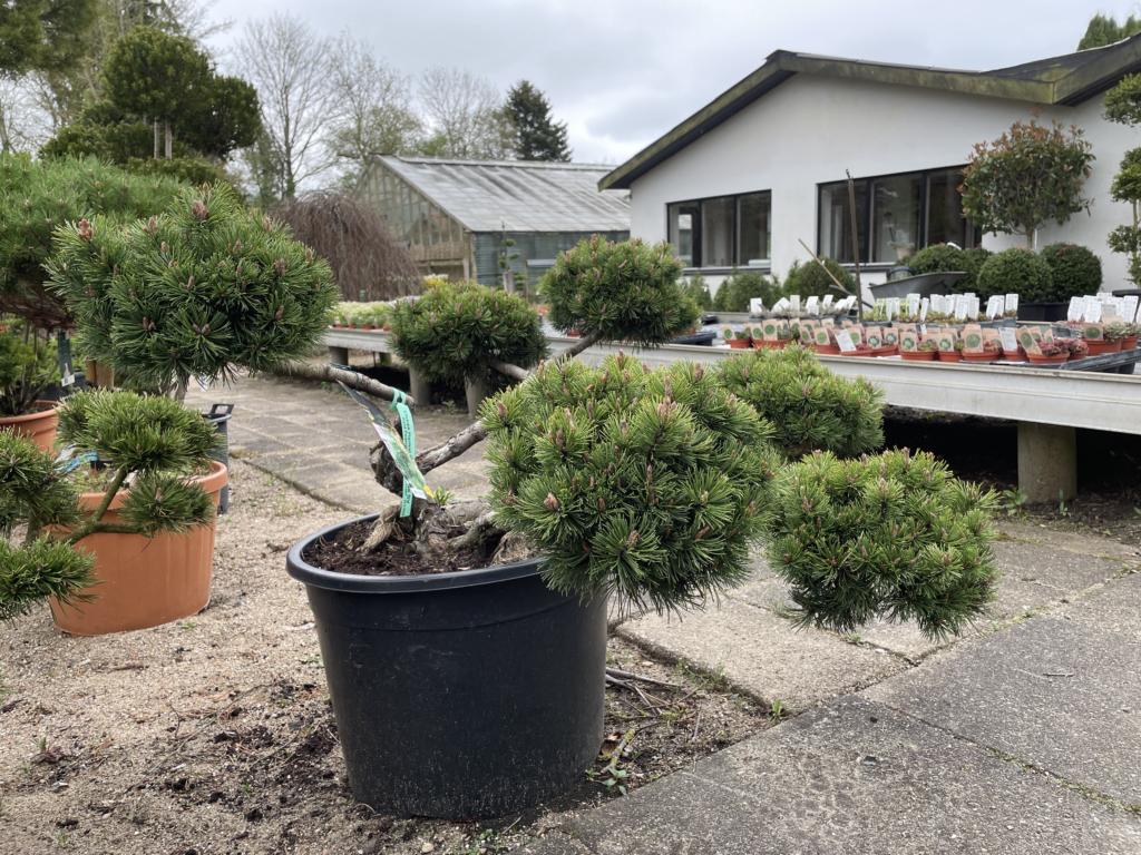 Pinus mugo 'Gnom'