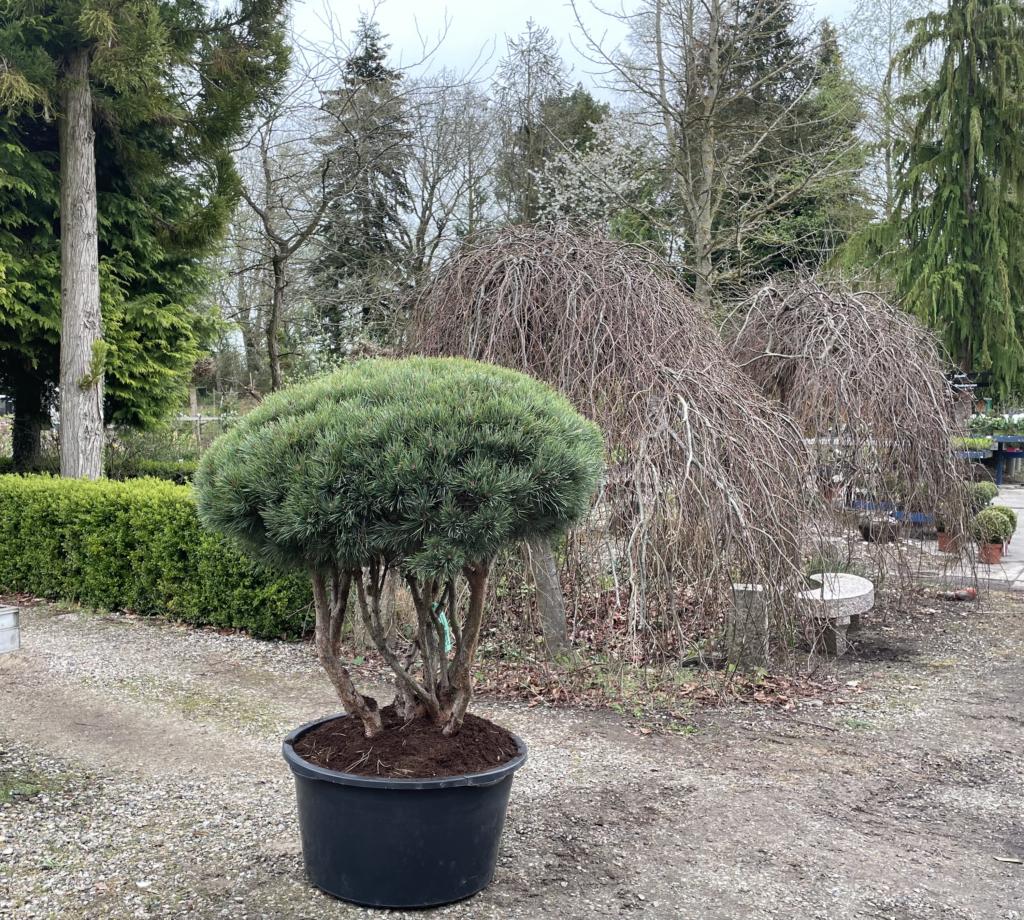 Pinus sylvestris 'Watereri'