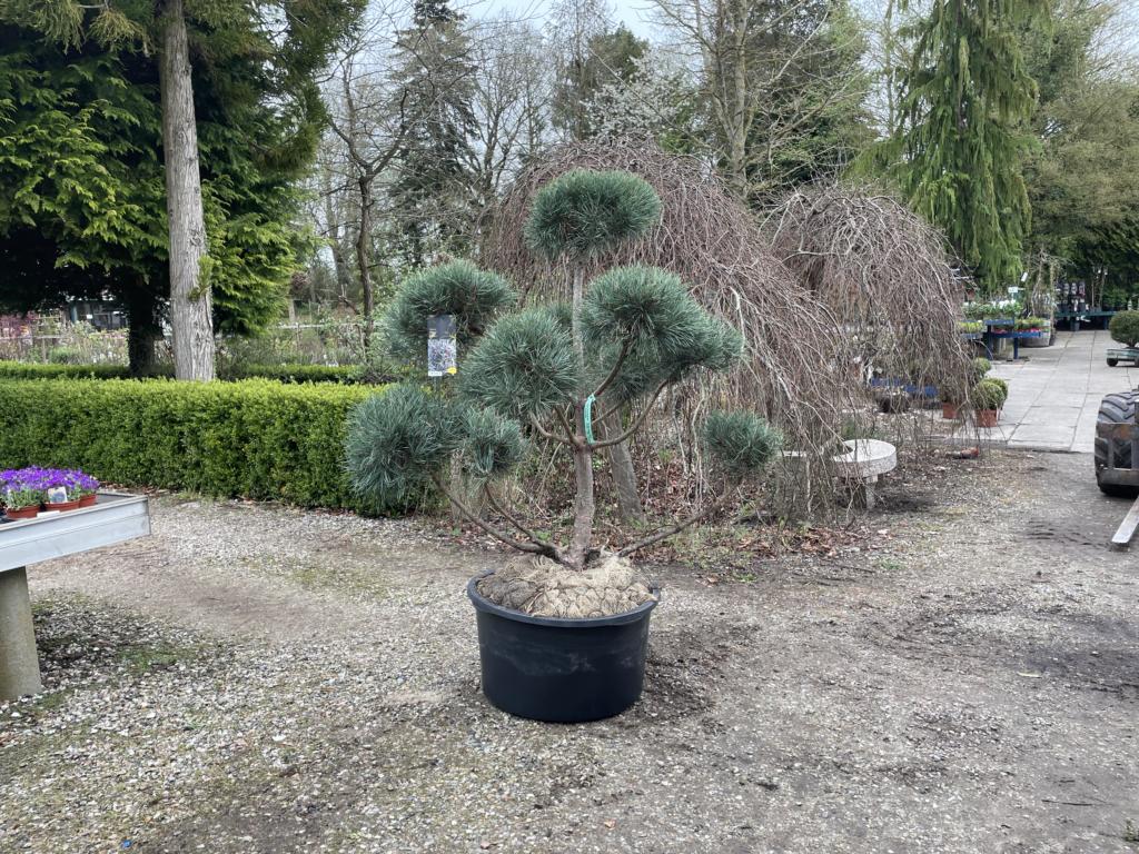 Pinus sylvestris 'Glauca'
