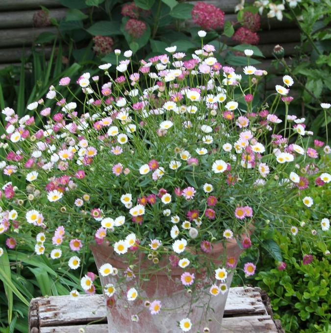 ERIGERON KARVINSKIANUS