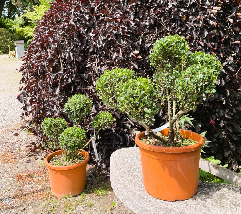 BUXUS MICROPHYLLA 'FAULKNER'
