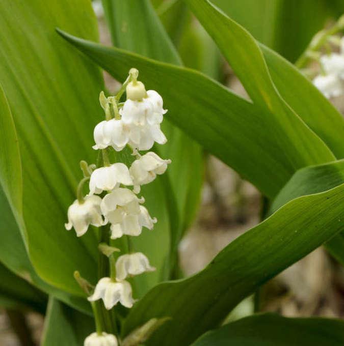 Convallaria majalis 'Bordeaux'