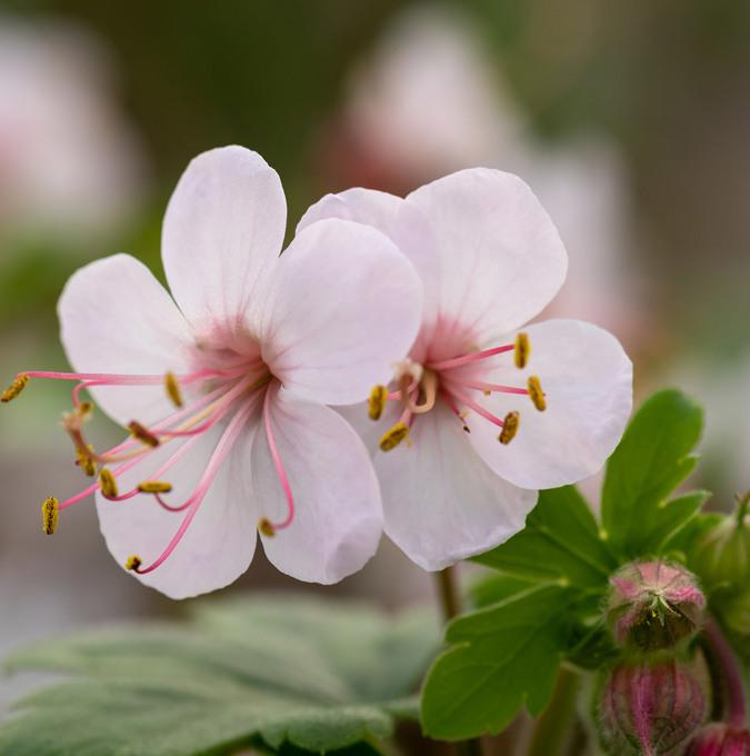 Geranium macrorrhizum 'Geranimo White'