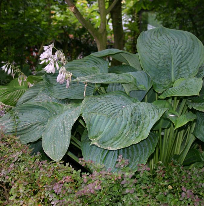 Hosta 'Empress Wu'