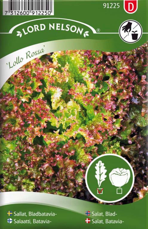 Salat, Batavia-, Lollo Rossa