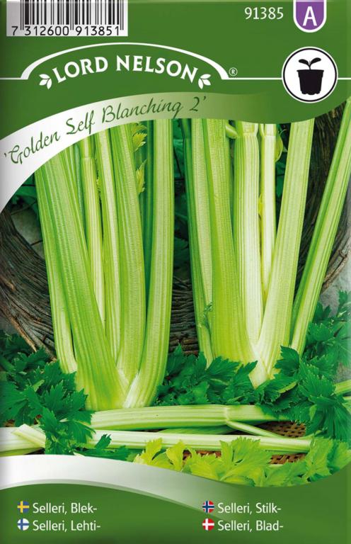 Selleri, Blad-, Golden Self Blanching 2