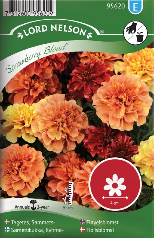 Fløjlsblomst, Udspærret,  'Strawberry Bl