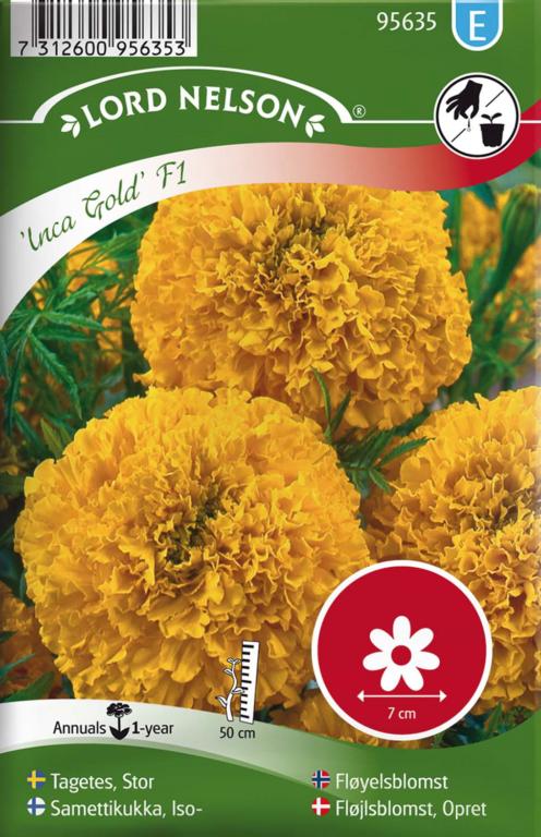 Fløjlsblomst, Opret, First Lady  F1