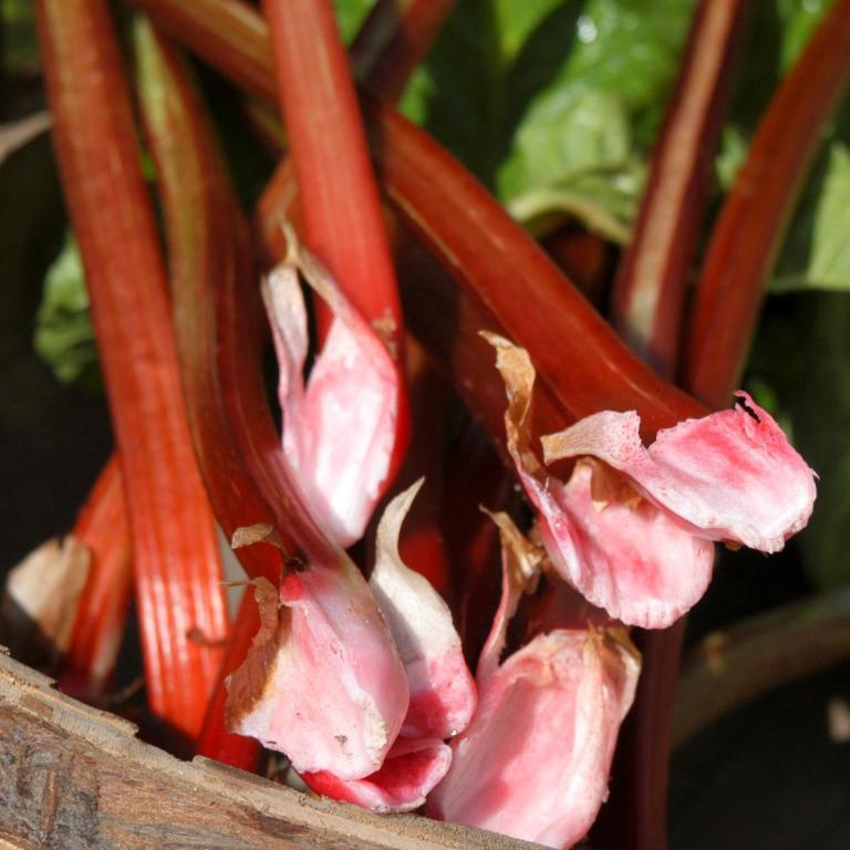 RHEUM 'FULTON'S STRAWBERRY SURPRISE'